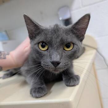 Nana -  Domestic Short Hair Cat for Adoption in Ardmore, Oklahoma - Nana | PetCurious