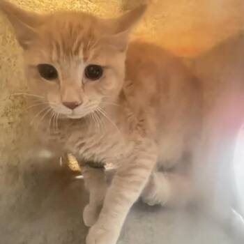 tigeress -  Domestic Short Hair Cat for Adoption in Philadelphia, Pennsylvania - Tigeress | PetCurious
