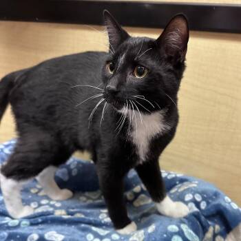 MJ 2 -  Domestic Short Hair Cat for Adoption in Panama City, Florida - MJ 2 | PetCurious