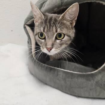 Sapphire -  Domestic Short Hair Cat for Adoption in Conway, New Hampshire - Sapphire | PetCurious
