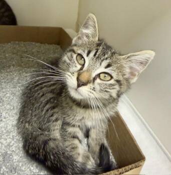Ginny -  Domestic Short Hair Cat for Adoption in Reisterstown, Maryland - Ginny | PetCurious