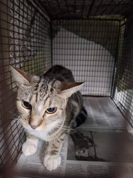 Domestic Short Hair Cats Available for Adoption in Fort Lauderdale, Florida - MONOPOLY | PetCurious