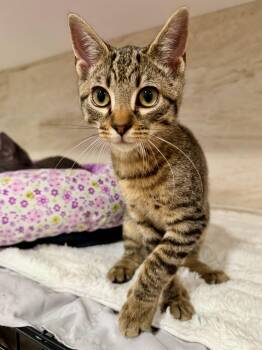Archer -  Domestic Short Hair Cat for Adoption in Manhasset, New York - Archer | PetCurious