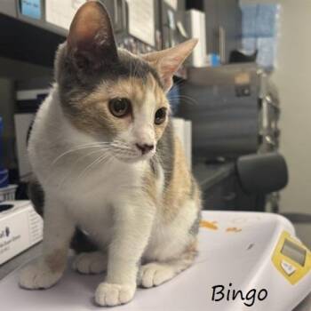 Bingo -  Domestic Short Hair Cat for Adoption in Yucaipa, California - Bingo | PetCurious