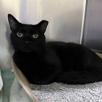 Big Steve -  Domestic Short Hair Cat for Adoption in Richmond, Virginia - Big Steve | PetCurious