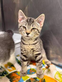 Jaq -  Domestic Short Hair Cat for Adoption in Leitchfield, Kentucky - Jaq | PetCurious