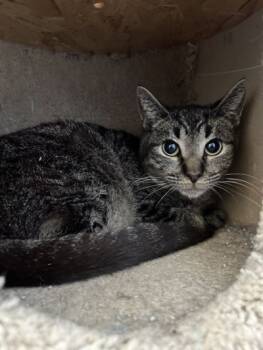 Rescue Domestic Short Hair Cats for Adoption in Ontario, California - Garry | PetCurious