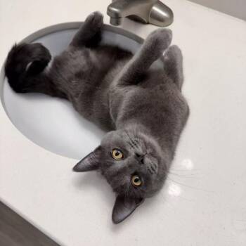 Domestic Short Hair Cats Available for Adoption - Taro Ray | PetCurious