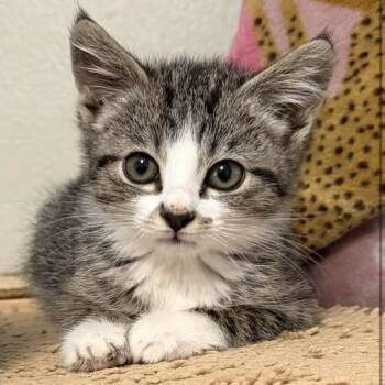 Wendy -  Domestic Short Hair Cat for Adoption - Wendy | PetCurious