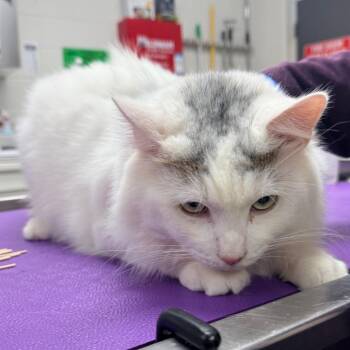 Domestic Short Hair Cats Available for Adoption - Snow | PetCurious