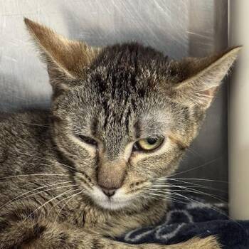 Santa Clara -  Domestic Short Hair Cat for Adoption in Austin, Texas - Santa Clara | PetCurious