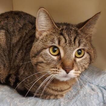 Domestic Short Hair Cats Available for Adoption in Dayton, Ohio - Enzo | PetCurious