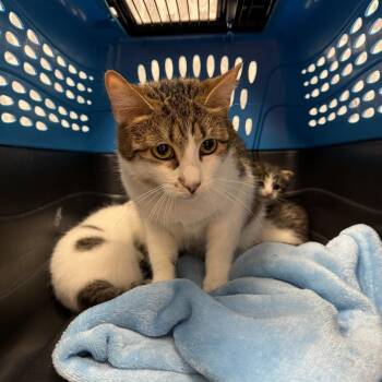 Domestic Short Hair Cats Available for Adoption - Lucille | PetCurious