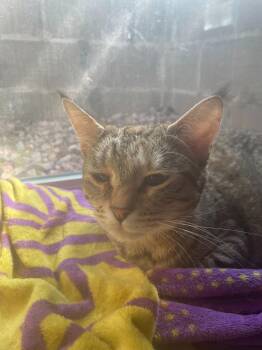 Opal -  Domestic Short Hair Cat for Adoption in Minneapolis, Minnesota - Opal | PetCurious