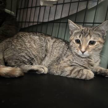 Bell Pepper -  Domestic Short Hair Cat for Adoption in Richmond, Virginia - Bell Pepper | PetCurious