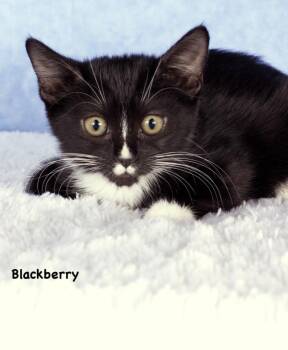 Blackberry -  Domestic Short Hair Cat for Adoption in Gilbert, Arizona - Blackberry | PetCurious