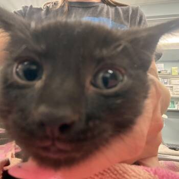 Sassette -  Domestic Short Hair Cat for Adoption in Wheeling, Illinois - Sassette | PetCurious