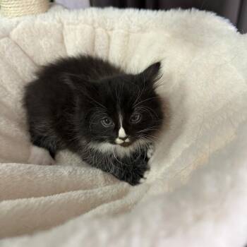 Cookie Dough -  Domestic Medium Hair Cat Available for Adoption in Inman, South Carolina - Cookie Dough | PetCurious