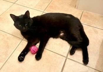 Domestic Short Hair Cats Available for Adoption in Wichita, Kansas - Sheldon J. Plankton | PetCurious