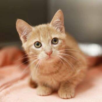 Phoebe -  Domestic Short Hair Cat for Adoption in Atlanta, Georgia - Phoebe | PetCurious