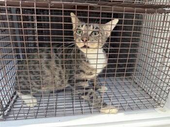 A660804 -  Domestic Short Hair Cat for Adoption in Houston, Texas - A660804 | PetCurious
