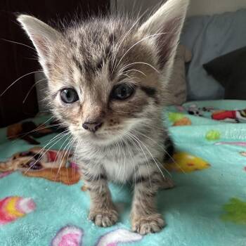 Tilly -  Domestic Short Hair Cat for Adoption in Hackett, Arkansas - Tilly | PetCurious