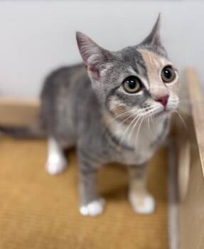 Star -  Domestic Short Hair Cat for Adoption in North Babylon, New York - Star | PetCurious