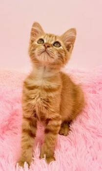 Scrabble -  Domestic Long Hair Cat for Adoption in Covington, Louisiana - Scrabble | PetCurious