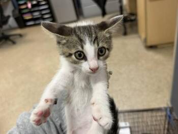 Domestic Short Hair Cats Available for Adoption in Doral, Florida - ROLO | PetCurious