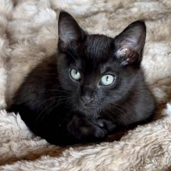 Domestic Short Hair Cats Available for Adoption - Polo | PetCurious