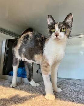 VIVIAN -  Domestic Short Hair Cat for Adoption in San Francisco, California - VIVIAN | PetCurious