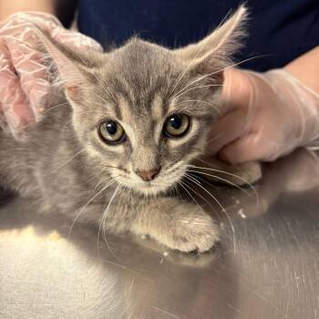 Tony Hawk -  Domestic Short Hair Cat for Adoption in Newark, New Jersey - Tony Hawk | PetCurious