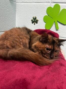 Domestic Long Hair and Domestic Short Hair Cats Available for Adoption - Cow | PetCurious