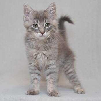 Peter -  Domestic Medium Hair Cat for Adoption in Sunnyvale, California - Peter | PetCurious