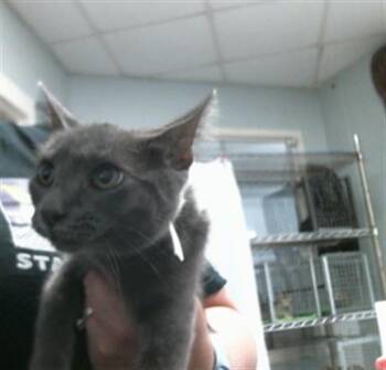 HAZEL -  Russian Blue and Domestic Short Hair Cat for Adoption in Houston, Texas - HAZEL | PetCurious