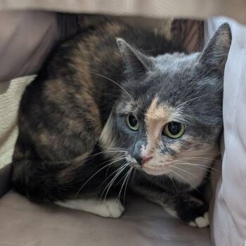 Zoey -  Domestic Short Hair Cat for Adoption in Fairport, New York - Zoey | PetCurious