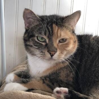 Rescue Domestic Short Hair Cats for Adoption in Atoka, Tennessee - Zelda - Shy | PetCurious