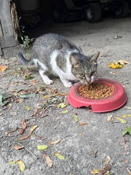 Rescue Domestic Short Hair Cats for Adoption in Auburn, Indiana - Sweet Potato Fry | PetCurious