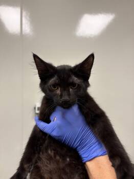 Rescue Domestic Medium Hair Cats for Adoption in Ontario, California - JADE | PetCurious