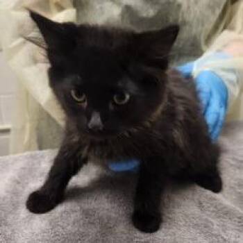 Alex Katsopolis -  Domestic Short Hair Cat for Adoption in Murray, Utah - Alex Katsopolis | PetCurious