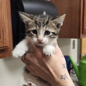 Sidney 060208U -  Domestic Short Hair Cat for Adoption in Tupelo, Mississippi - Sidney 060208U | PetCurious