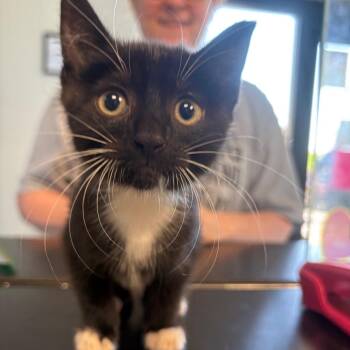 Penny -  Domestic Short Hair Cat for Adoption in Parkersburg, West Virginia - Penny | PetCurious