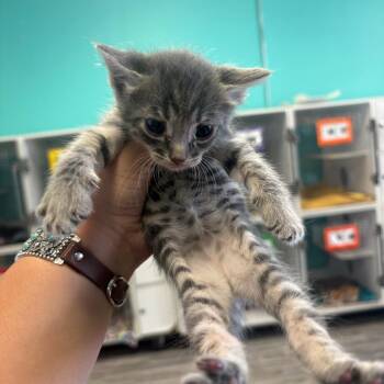 Preston -  Domestic Medium Hair Cat for Adoption in Lake Jackson, Texas - Preston | PetCurious