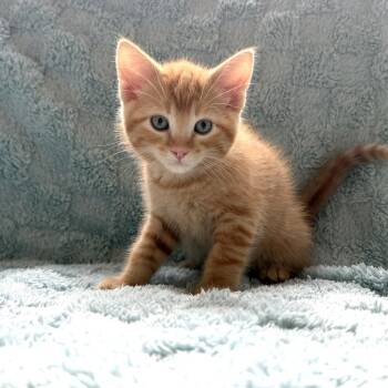 Domestic Short Hair Cats Available for Adoption in Hailey, Idaho - Miso | PetCurious