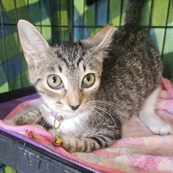 Veronica -  Domestic Short Hair Cat for Adoption in Panama City, Florida - Veronica | PetCurious