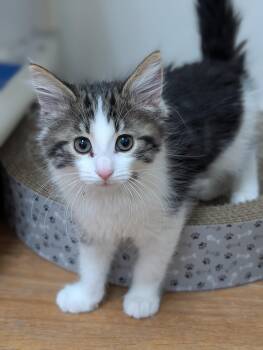 QT -  Domestic Medium Hair Cat Available for Adoption in Decatur, Illinois - QT | PetCurious