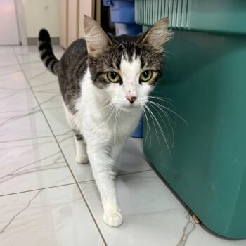 Frosty -  Domestic Long Hair Cat for Adoption in Jefferson City, Tennessee - Frosty | PetCurious