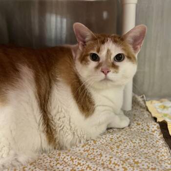 Domestic Short Hair Cats Available for Adoption in Salt Lake City, Utah - Sydney | PetCurious