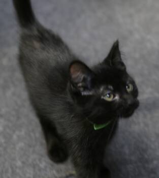 Bora -  Domestic Medium Hair Cat for Adoption in Cut Bank, Montana - Bora | PetCurious