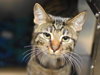 Seedling -  Domestic Short Hair Cat for Adoption in Portland, Oregon - Seedling | PetCurious